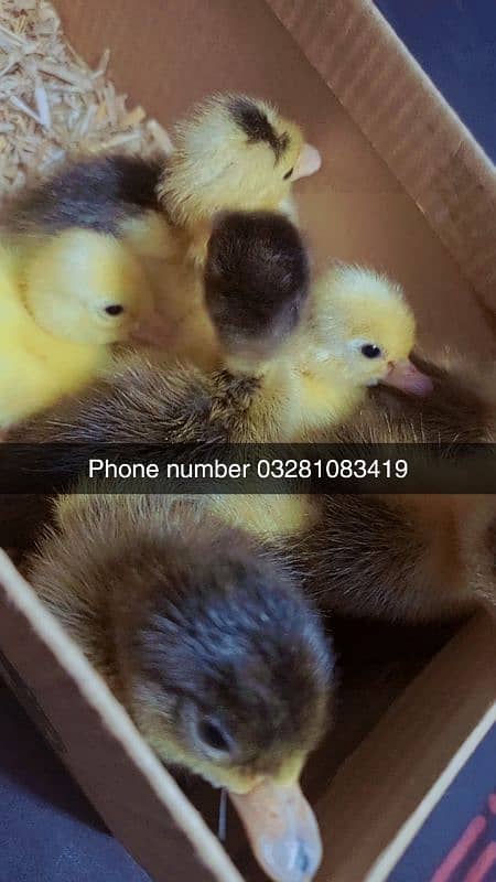 Duck chicks 1