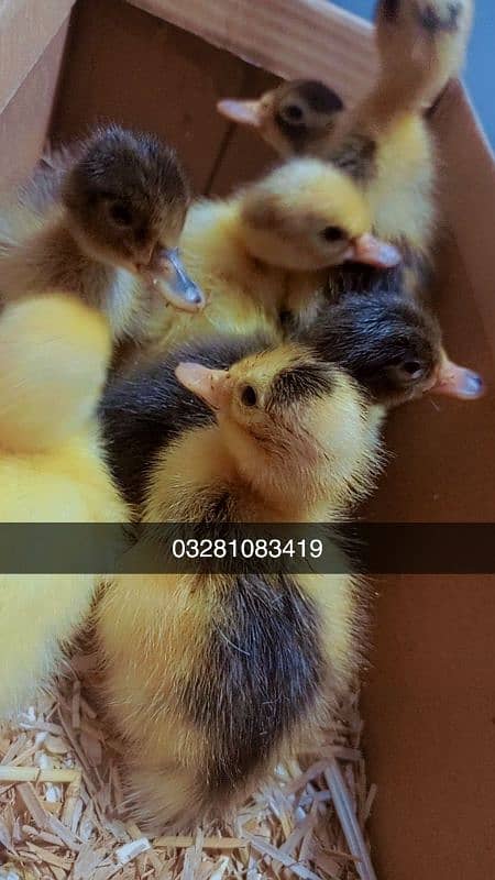 Duck chicks 2