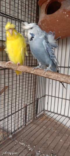 Budgies pair , hogoromo , king  breeder pair  for sale .