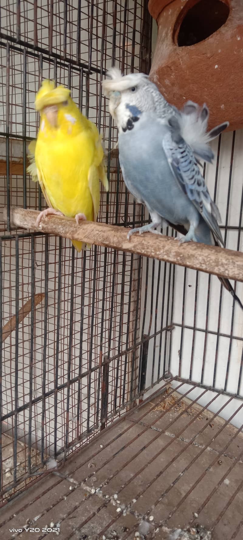 Budgies pair , hogoromo , king  breeder pair  for sale . 1