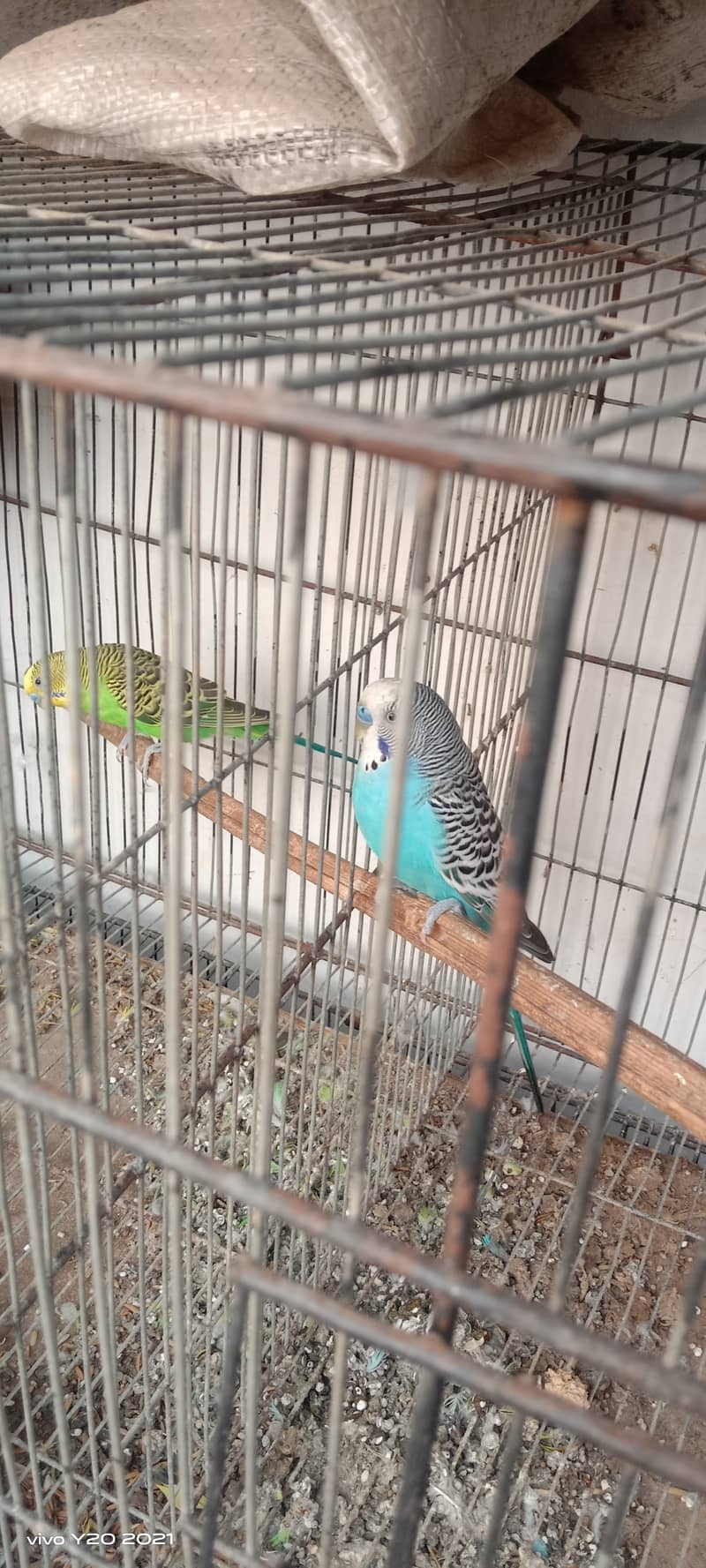 Budgies pair , hogoromo , king  breeder pair  for sale . 2