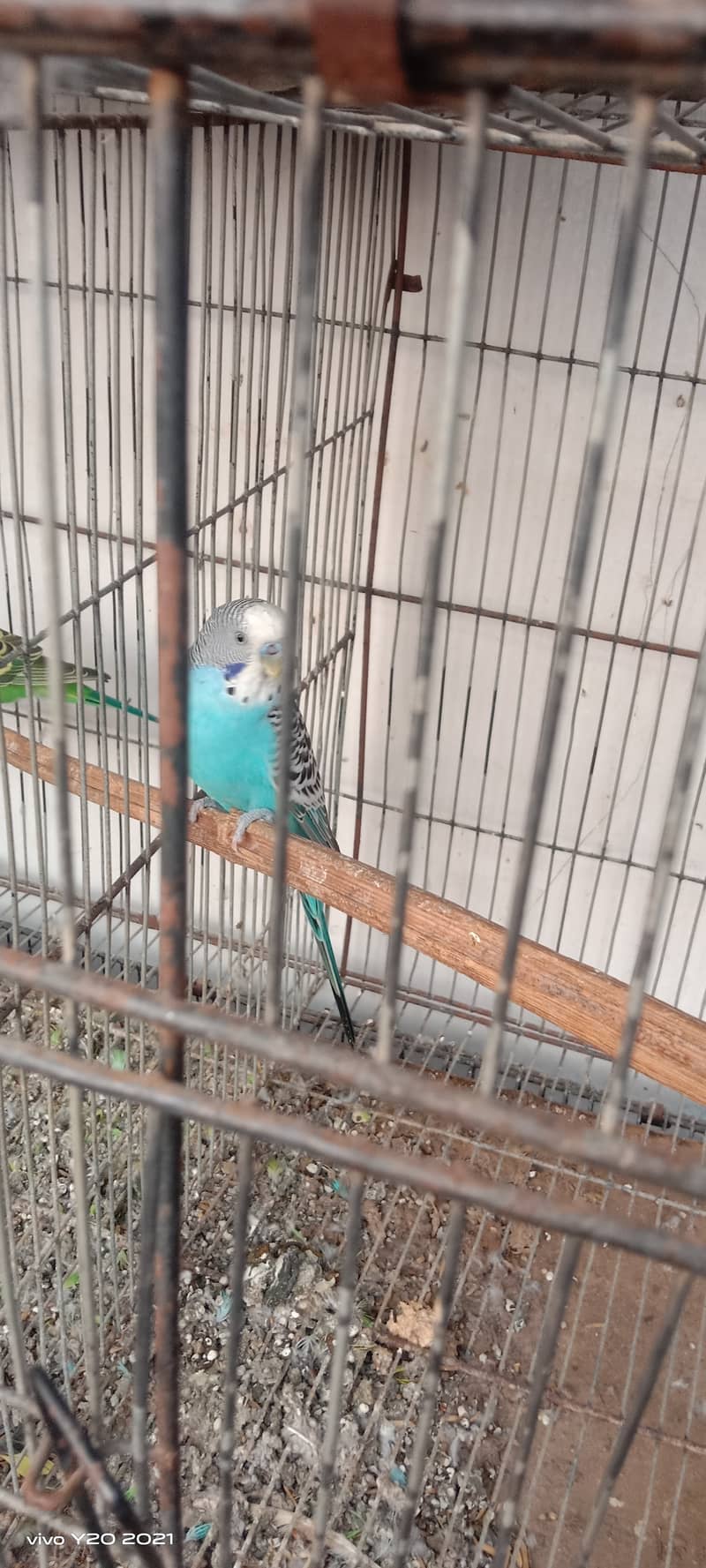 Budgies pair , hogoromo , king  breeder pair  for sale . 3