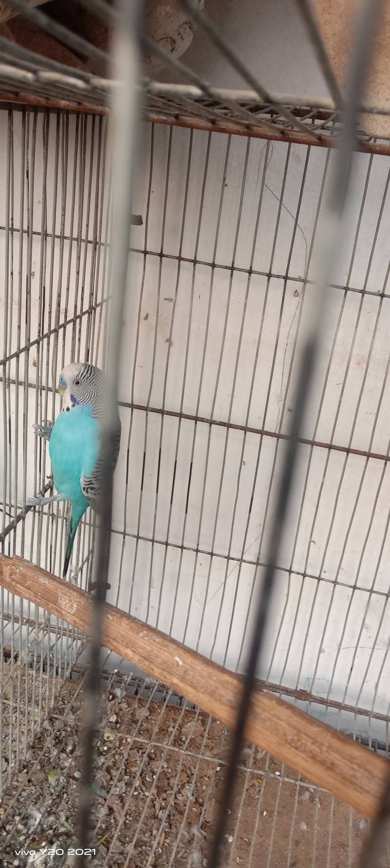 Budgies pair , hogoromo , king  breeder pair  for sale . 6