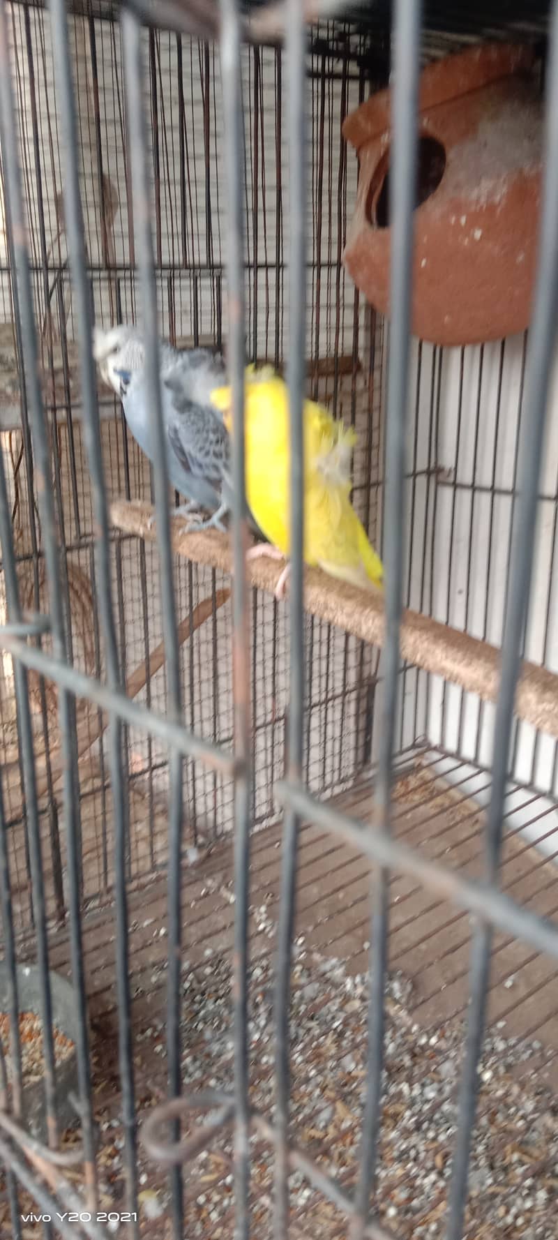 Budgies pair , hogoromo , king  breeder pair  for sale . 7