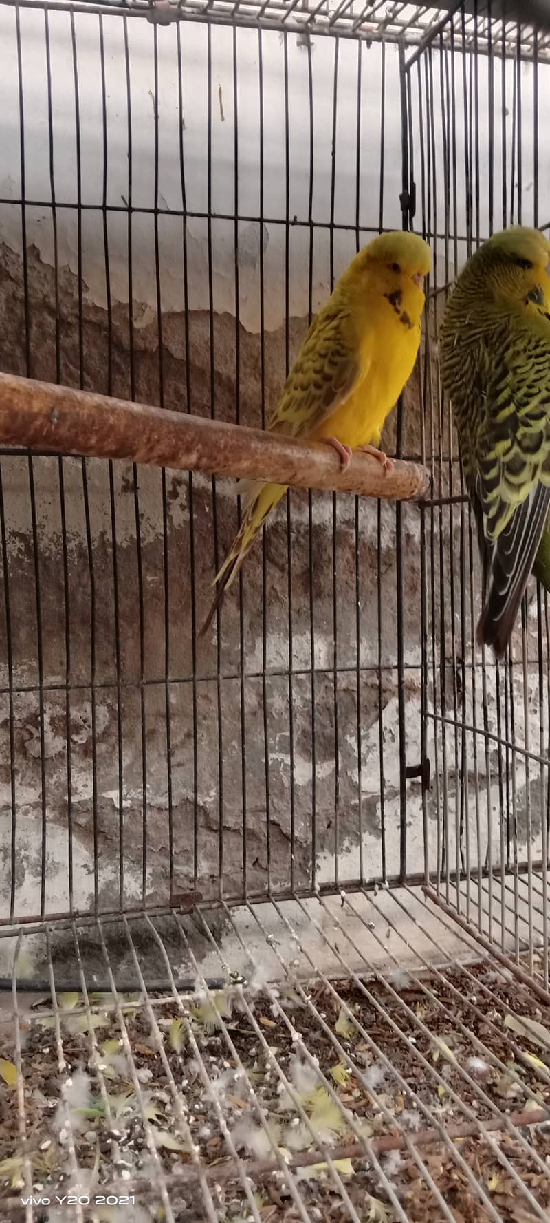 Budgies pair , hogoromo , king  breeder pair  for sale . 8