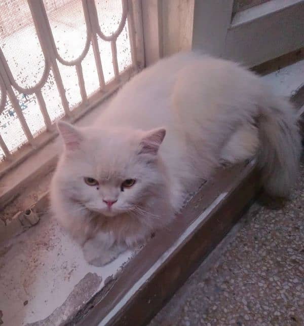 Persian Male Semi Punch Triple Coat Friendly Age 1+ 0