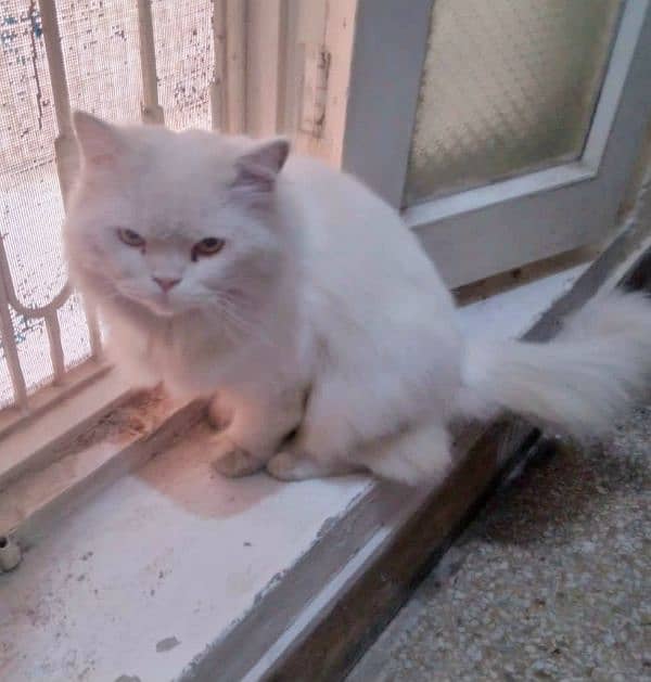 Persian Male Semi Punch Triple Coat Friendly Age 1+ 1