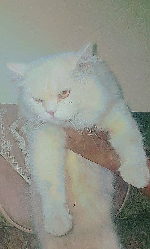 Persian Male Semi Punch Triple Coat Friendly Age 1+ 4