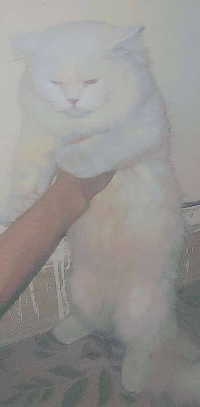 Persian Male Semi Punch Triple Coat Friendly Age 1+ 5