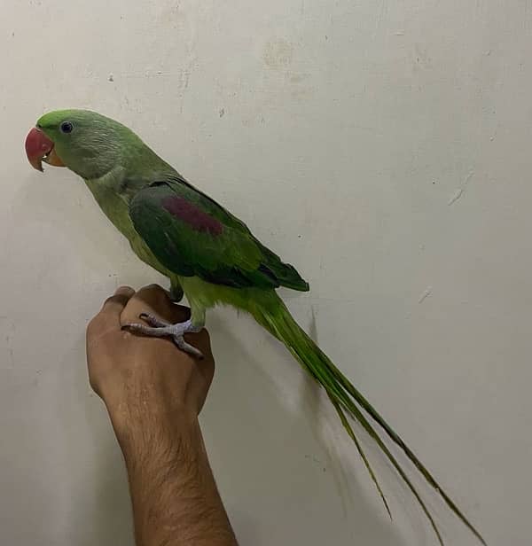 raw male hande tame for sale 03024088918 0