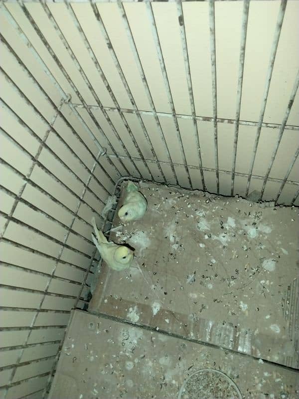 Budgie for sale urgent 1