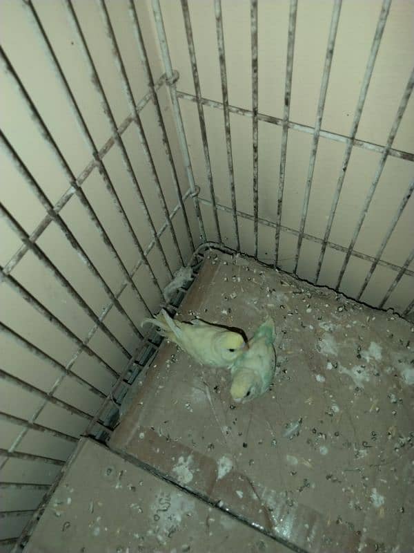 Budgie for sale urgent 2