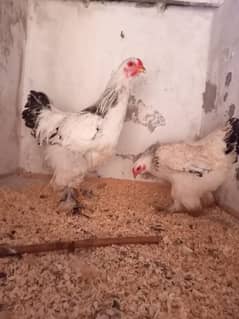 light brahama pair dasi egg laying hen for sale 03296909260