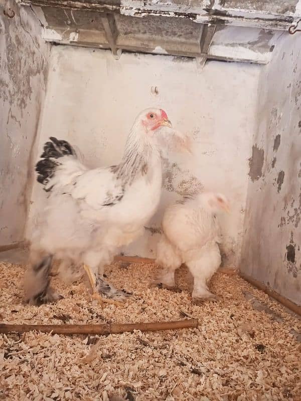 light brahama pair dasi egg laying hen for sale 03296909260 1