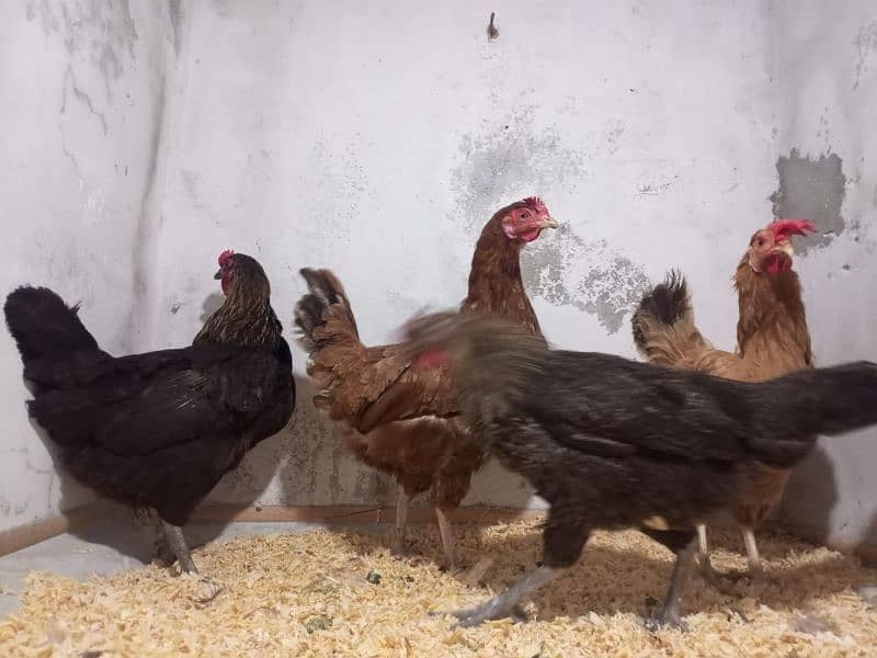 light brahama pair dasi egg laying hen for sale 03296909260 2