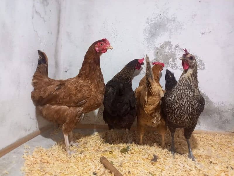 light brahama pair dasi egg laying hen for sale 03296909260 3