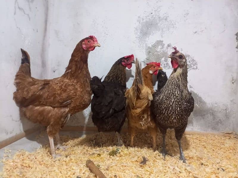 light brahama pair dasi egg laying hen for sale 03296909260 4