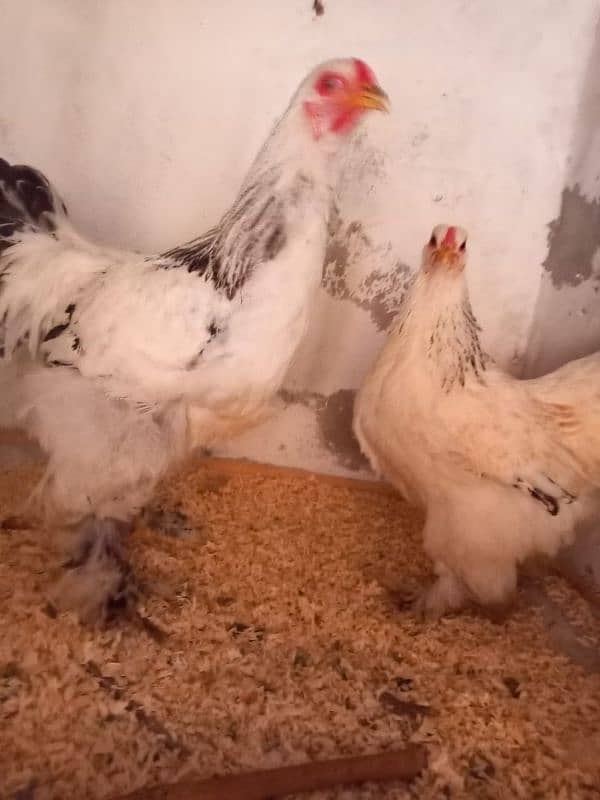 light brahama pair dasi egg laying hen for sale 03296909260 5