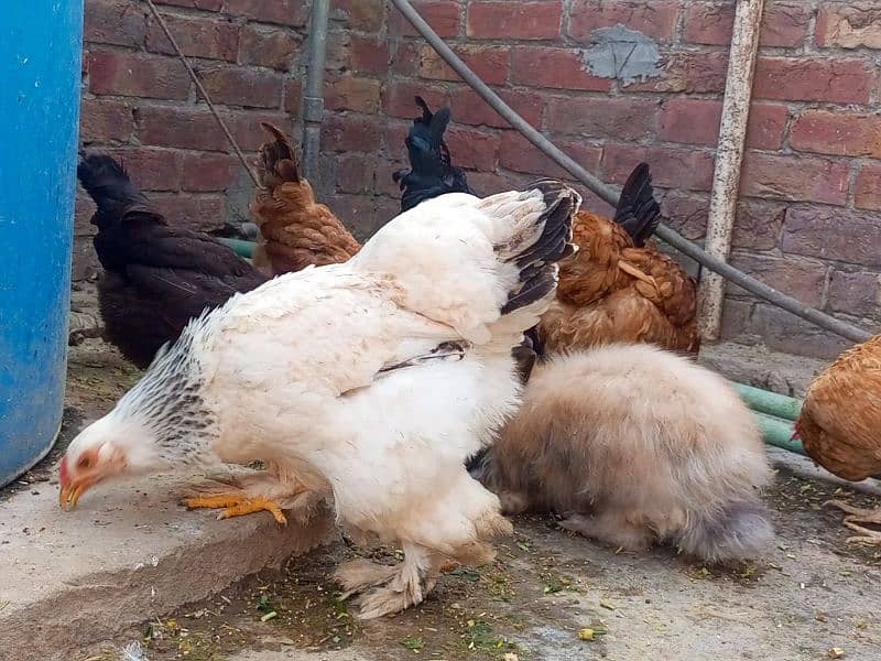 light brahama pair dasi egg laying hen for sale 03296909260 6