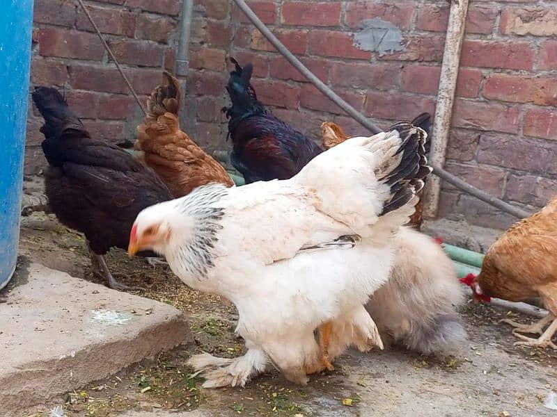 light brahama pair dasi egg laying hen for sale 03296909260 7