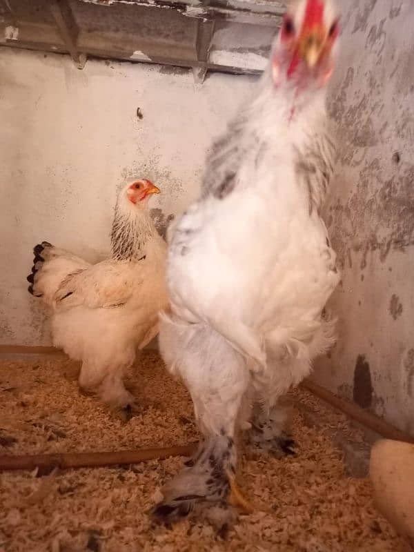 light brahama pair dasi egg laying hen for sale 03296909260 8