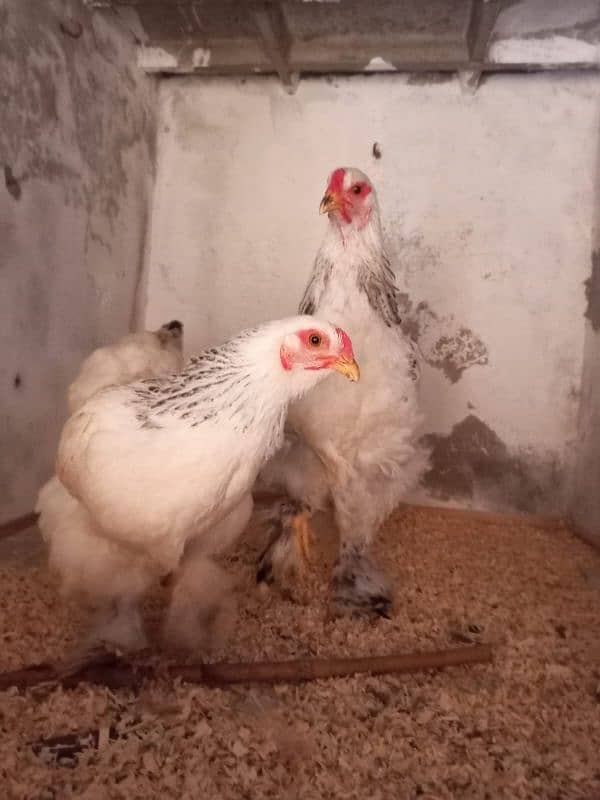 light brahama pair dasi egg laying hen for sale 03296909260 9