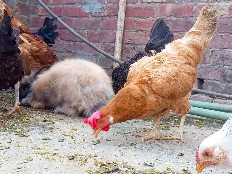 light brahama pair dasi egg laying hen for sale 03296909260 10