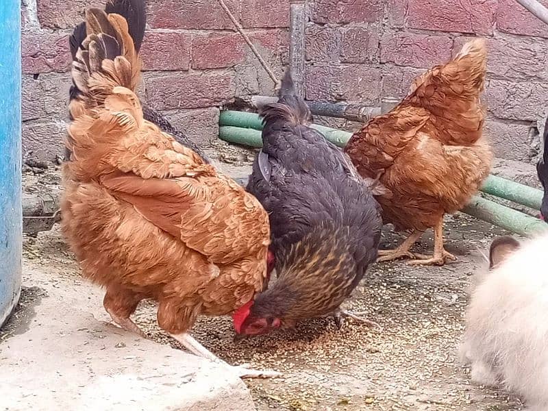 light brahama pair dasi egg laying hen for sale 03296909260 11