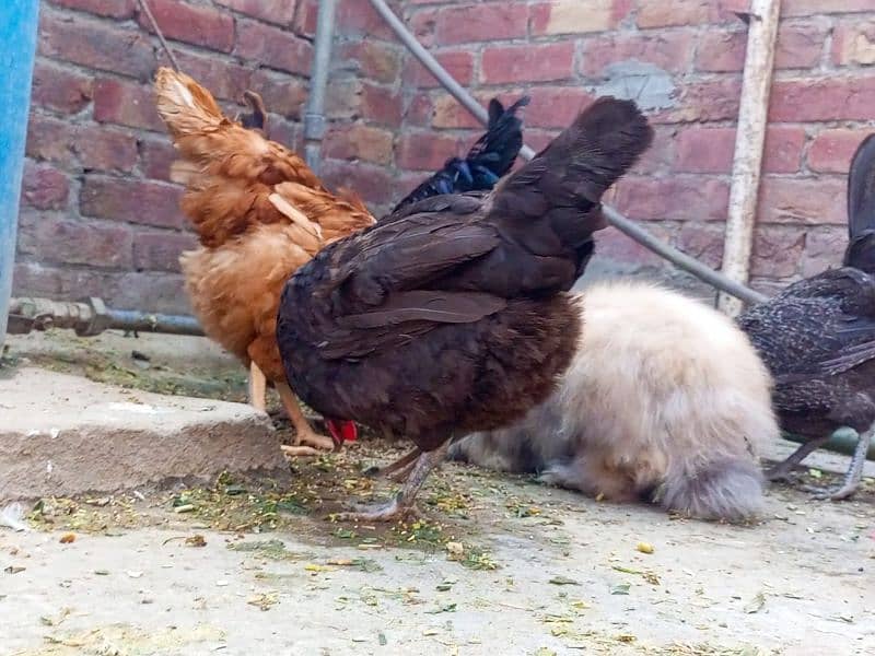 light brahama pair dasi egg laying hen for sale 03296909260 12