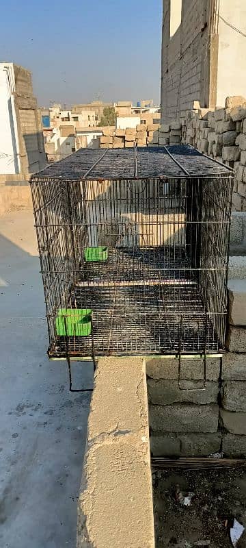 Bird's Cage 1