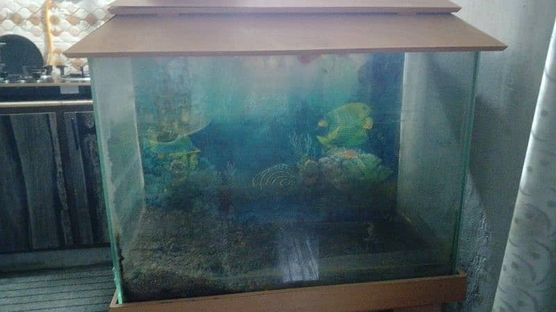 2.5ft Aquarium 1