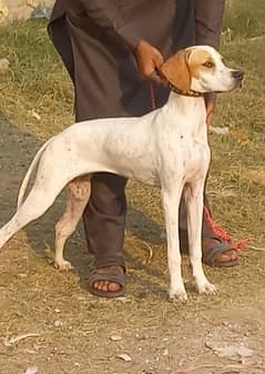 pure English pointer female 5 month full fire train top quality for