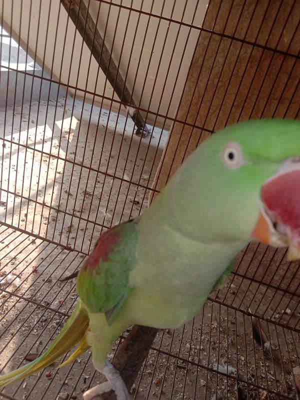 Raw Parrot female for sale 0