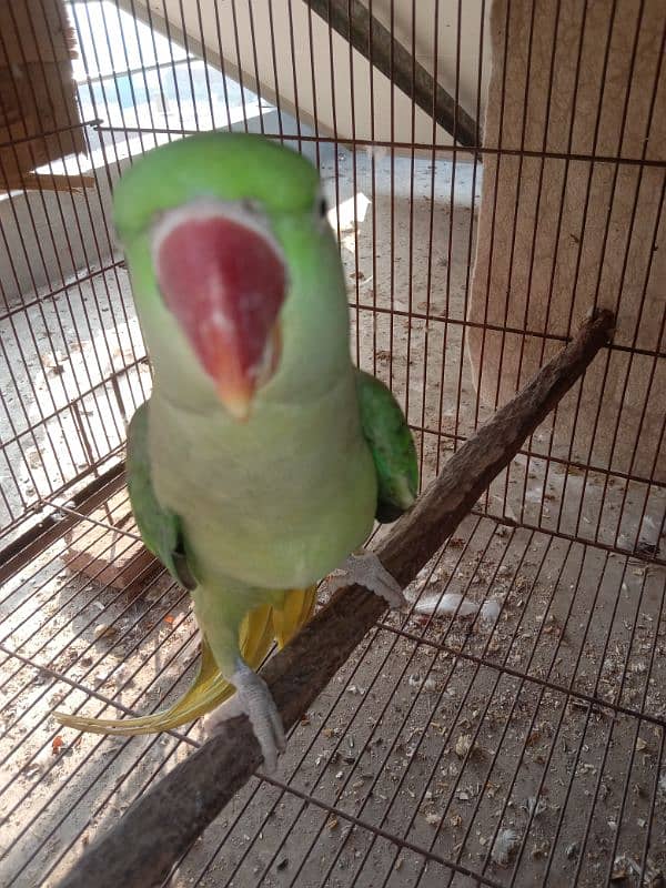 Raw Parrot female for sale 1