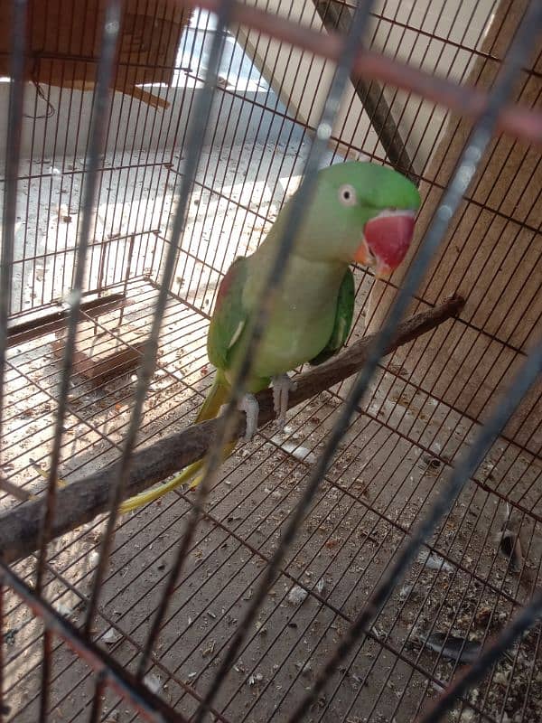 Raw Parrot female for sale 2