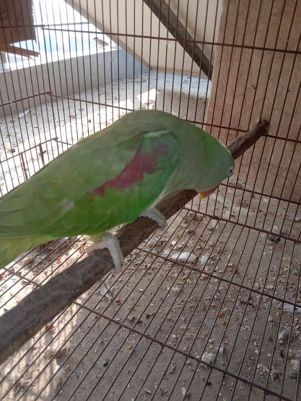 Raw Parrot female for sale 3