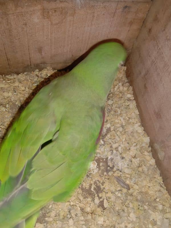 Raw Parrot female for sale 4