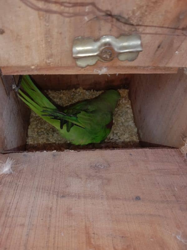 Raw Parrot female for sale 5