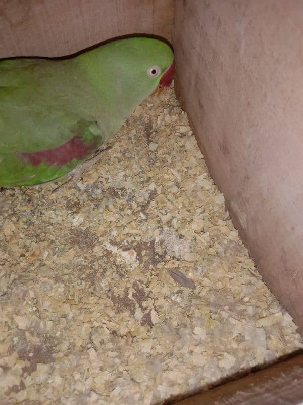 Raw Parrot female for sale 6