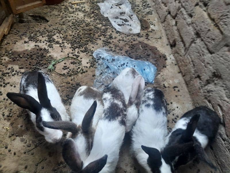 Rabbit for sell 0