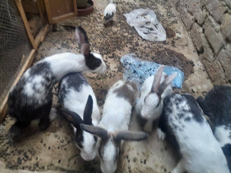 Rabbit for sell 1