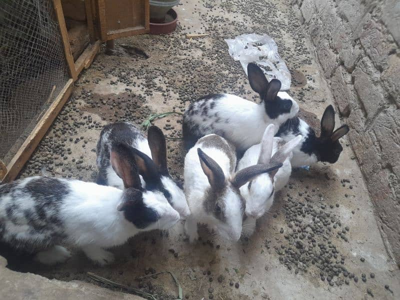 Rabbit for sell 2