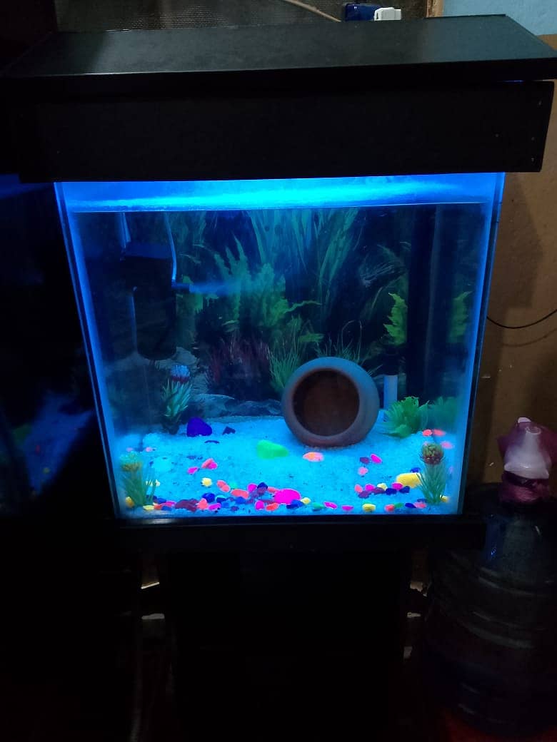 Fish Aquarium | Aquarium | fish tank |Fish Aquarium with wooden stand 5