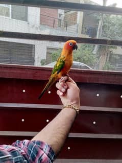 hand tame sun conure