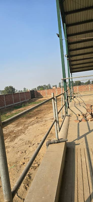 7 Acre Brand New Dairy Farm For Sale In Raiwind Lahore 8