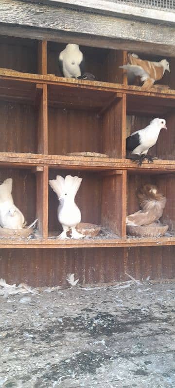 fancy pigeon breeder pair 0