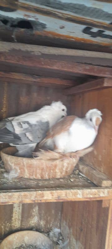 fancy pigeon breeder pair 1