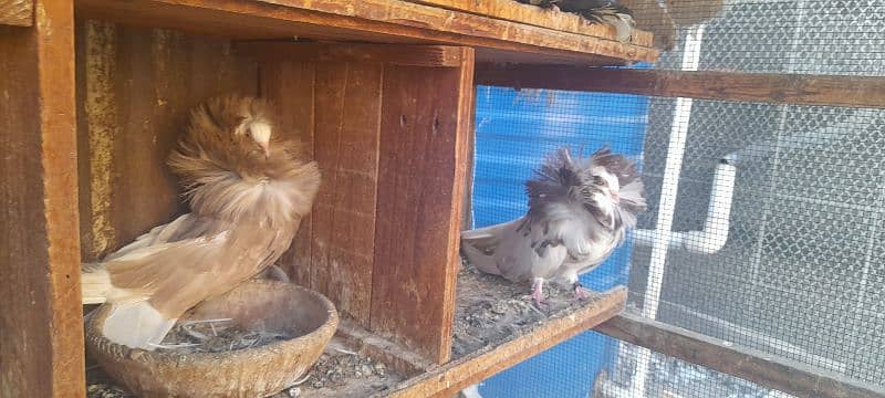 fancy pigeon breeder pair 2