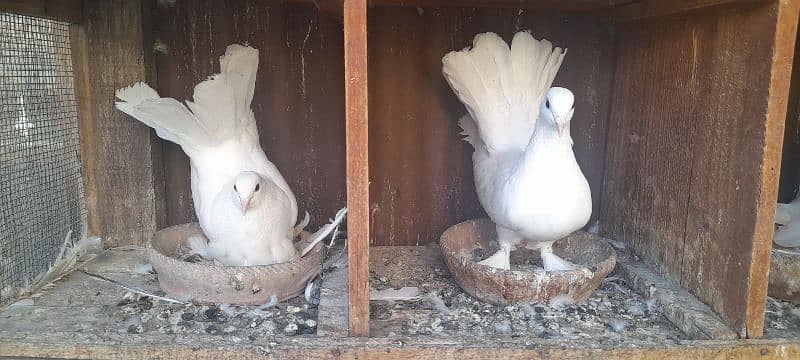 fancy pigeon breeder pair 3