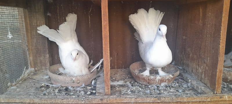 fancy pigeon breeder pair 4